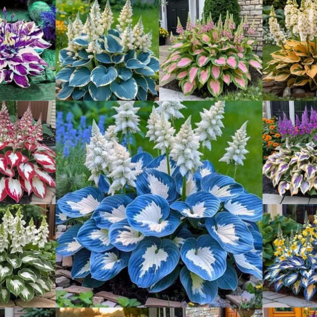 Shade-Tolerant & Cold-Hardy Hosta Flowers