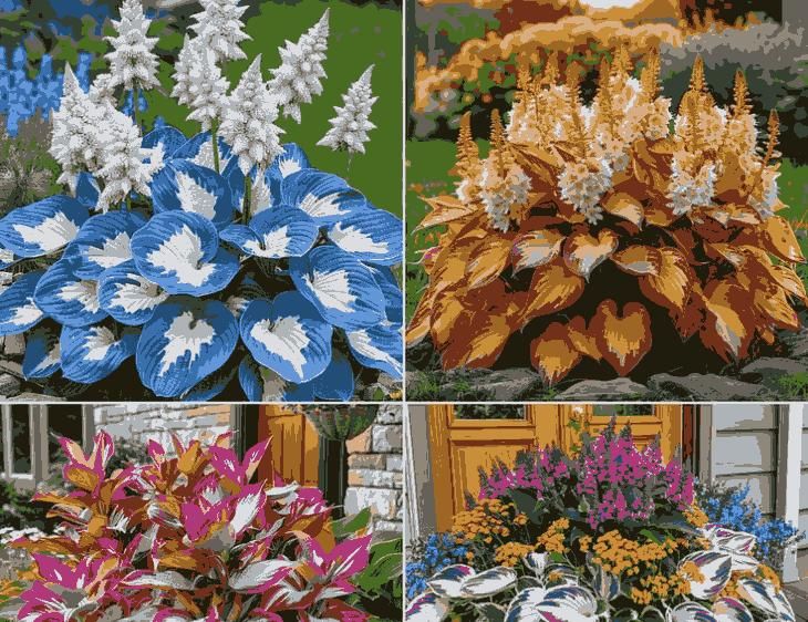 Shade-Tolerant & Cold-Hardy Hosta Flowers